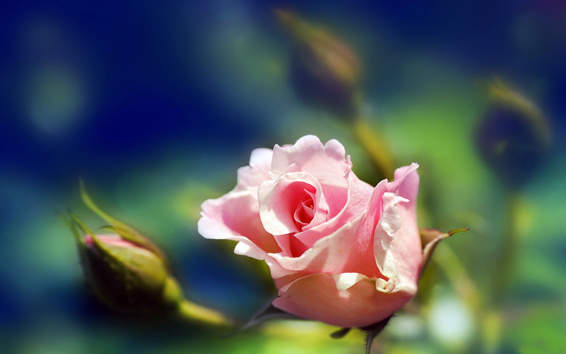 rosa rosa petali boccioli macro natura