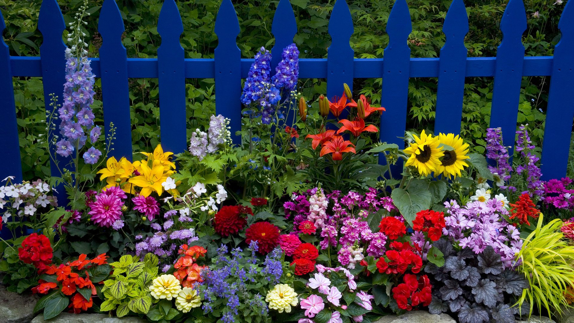 fence lilies tsiniya dahlias sunflower