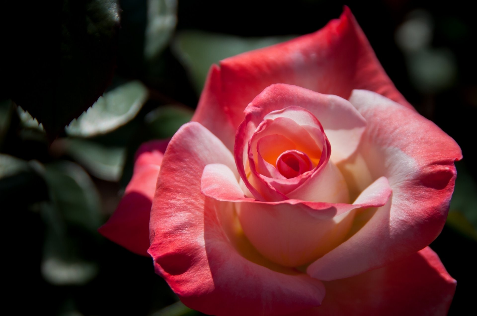 rose bud petals close up