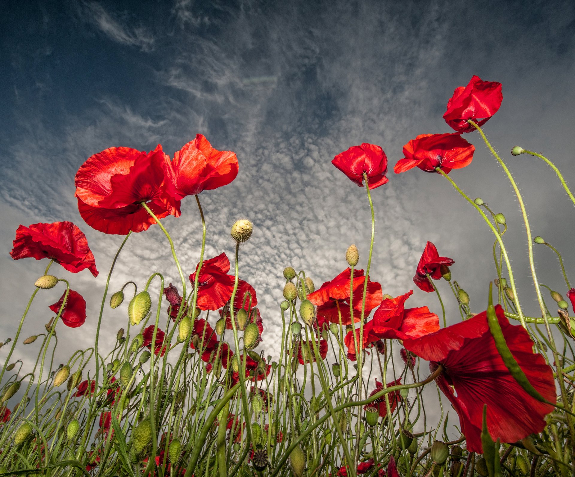 campo flores amapolas rojo cielo nubes