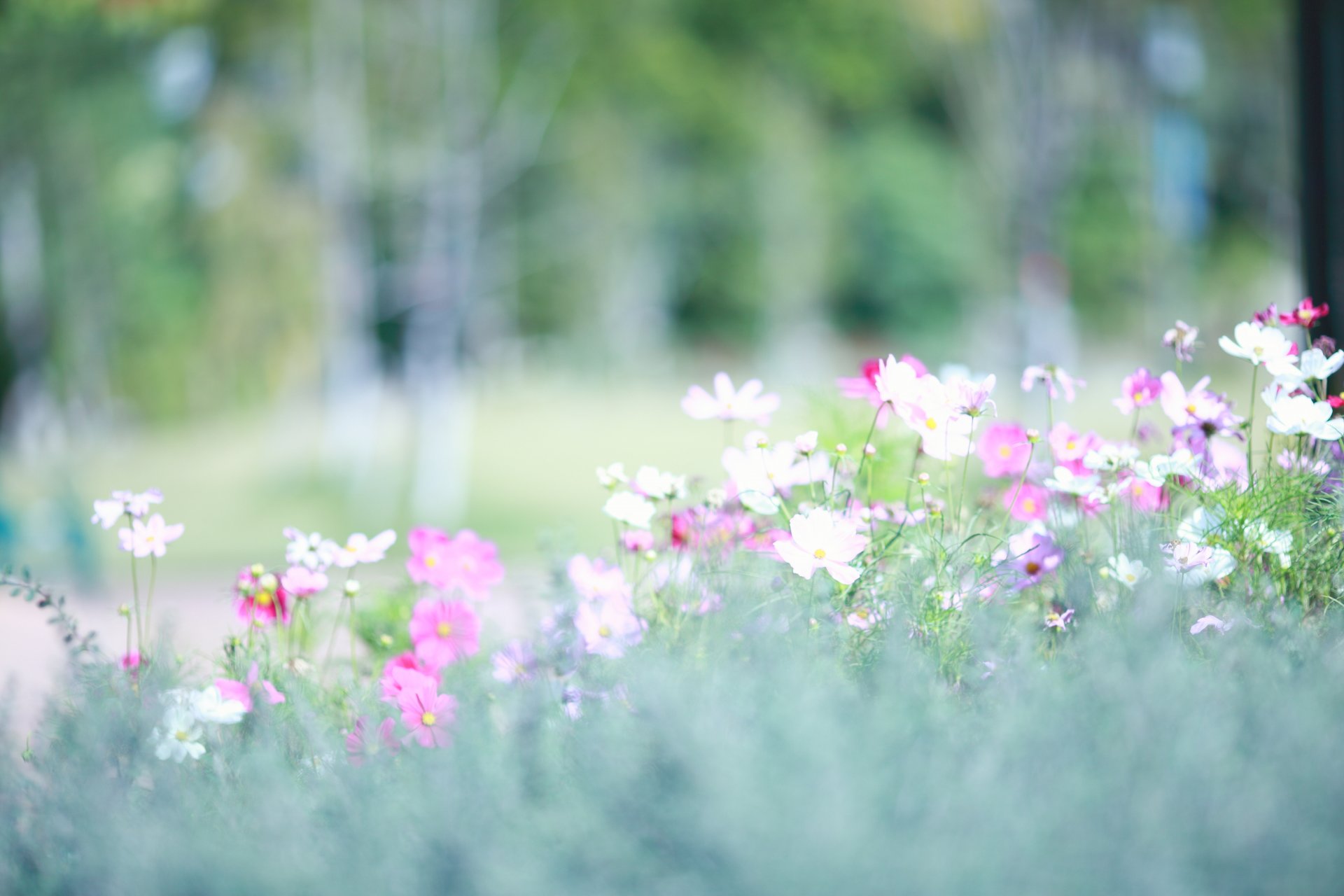 kosmeya white pink field blur light spring