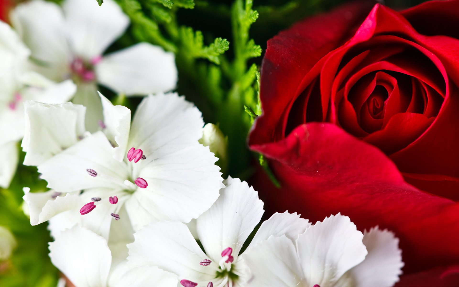 red rose white petals close up green pestle stamen