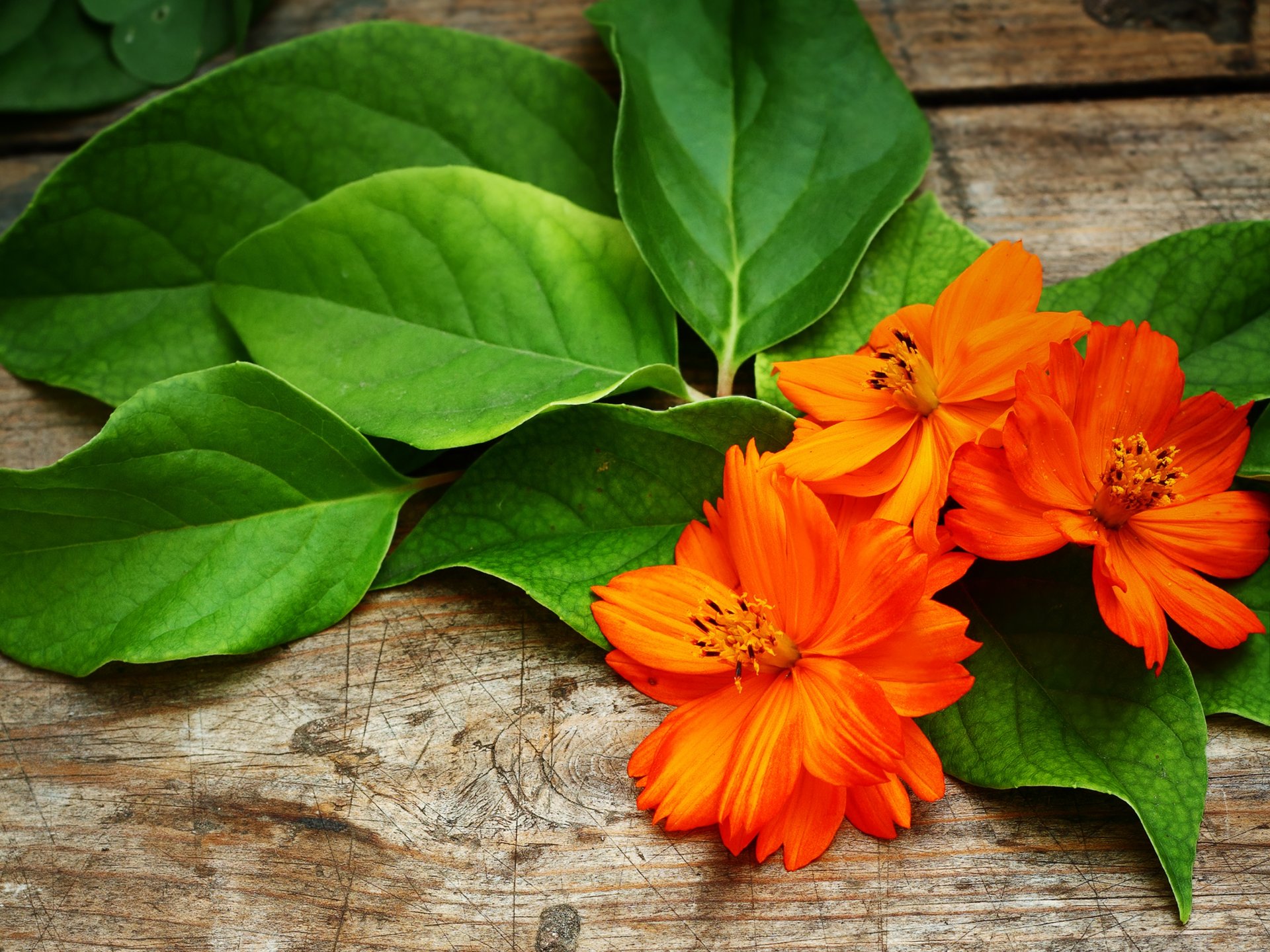 kosmeya flower orange petals leave