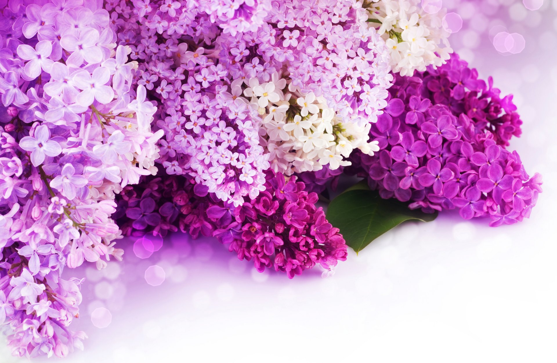 lilac flower petals purple white bokeh