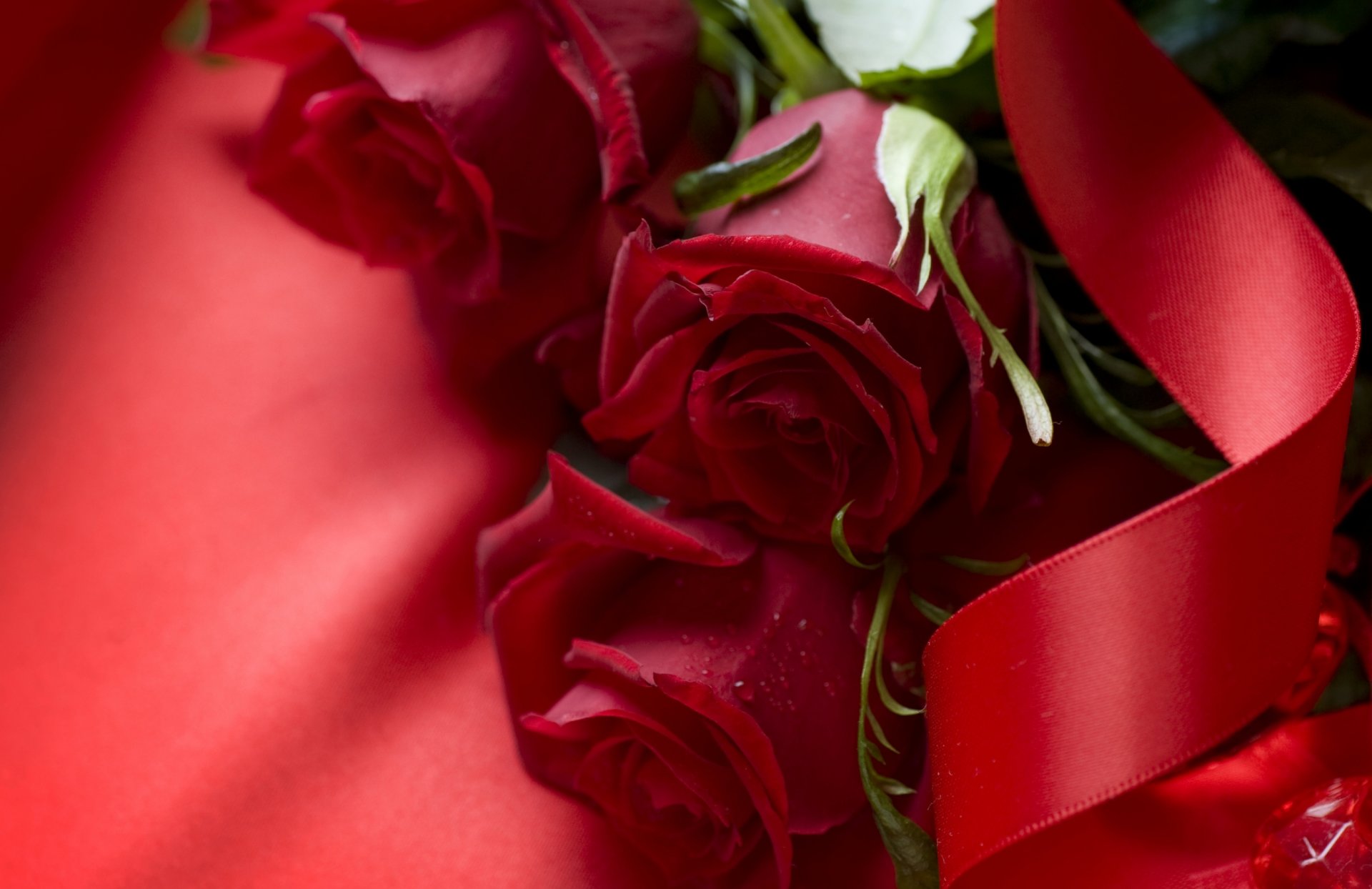 red scarlet roses ribbon