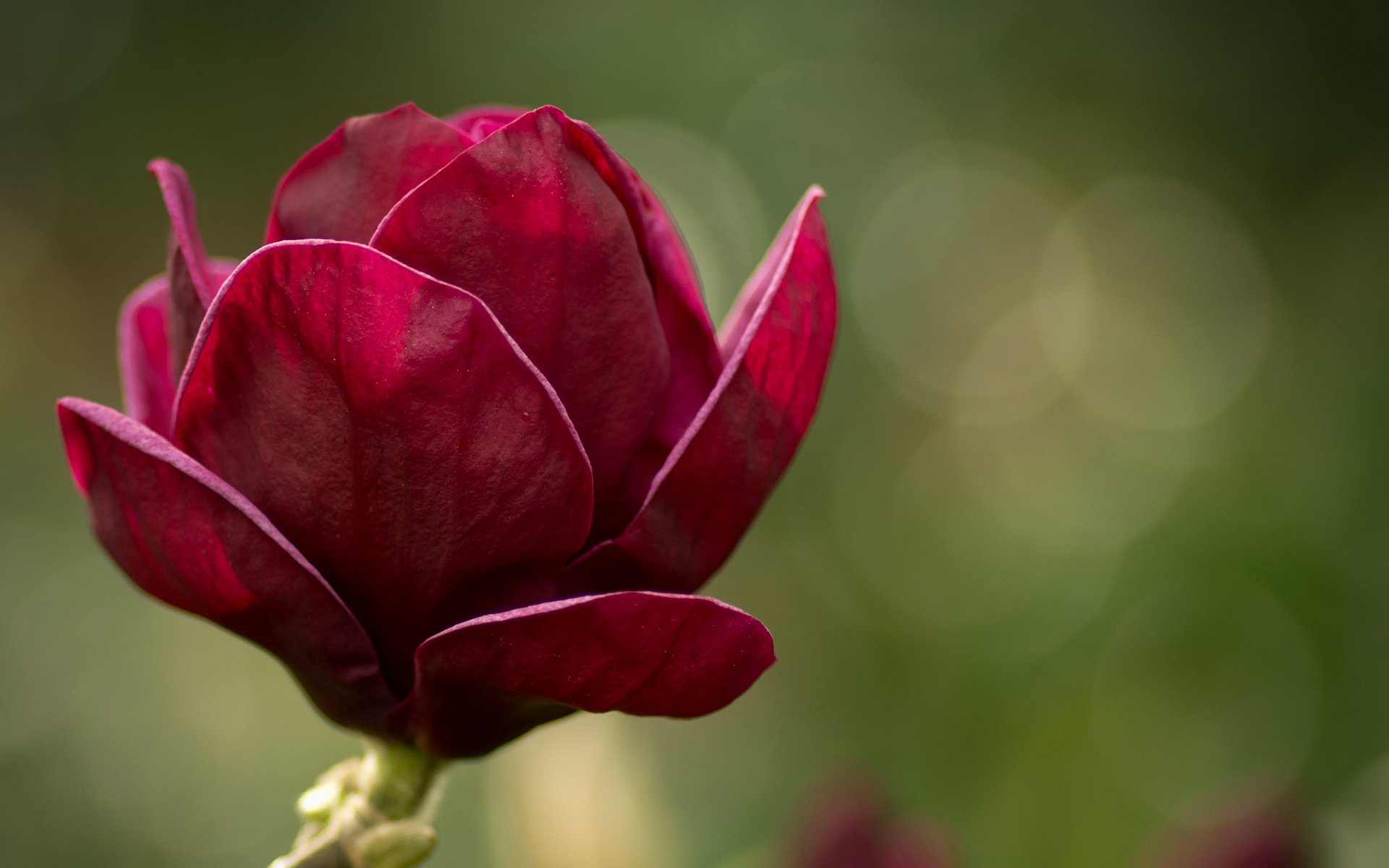 magnolia kwiaty kwiat makro zielony różowy płatki natura