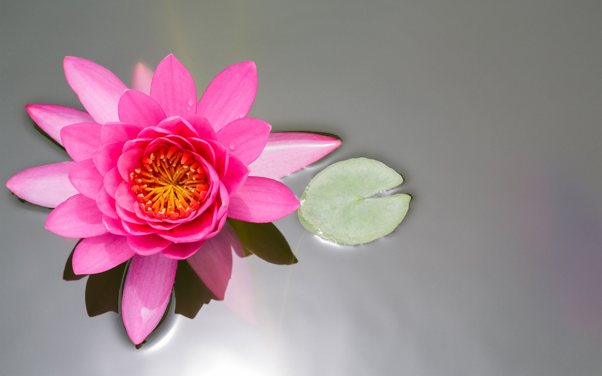 fiore loto rosa stagno foglia ninfea ninfea vista dall alto