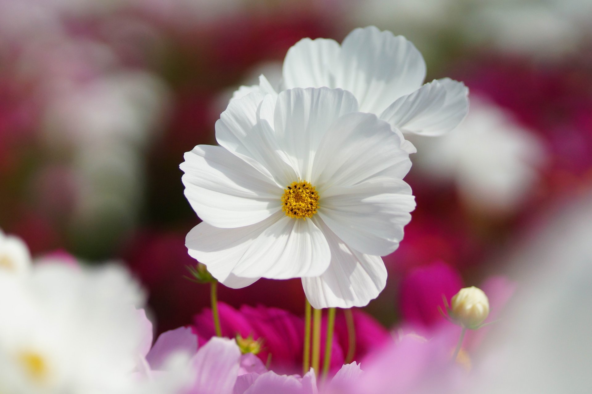 cosmea flores blanco campo rosa macro