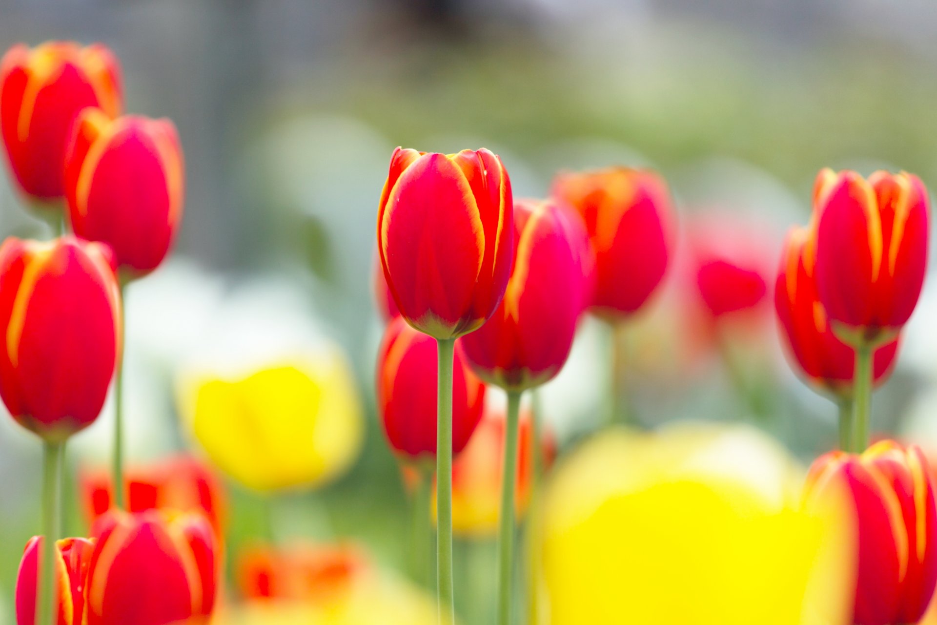 tulipanes rojo amarillo flores brotes tallos claro luz primavera naturaleza