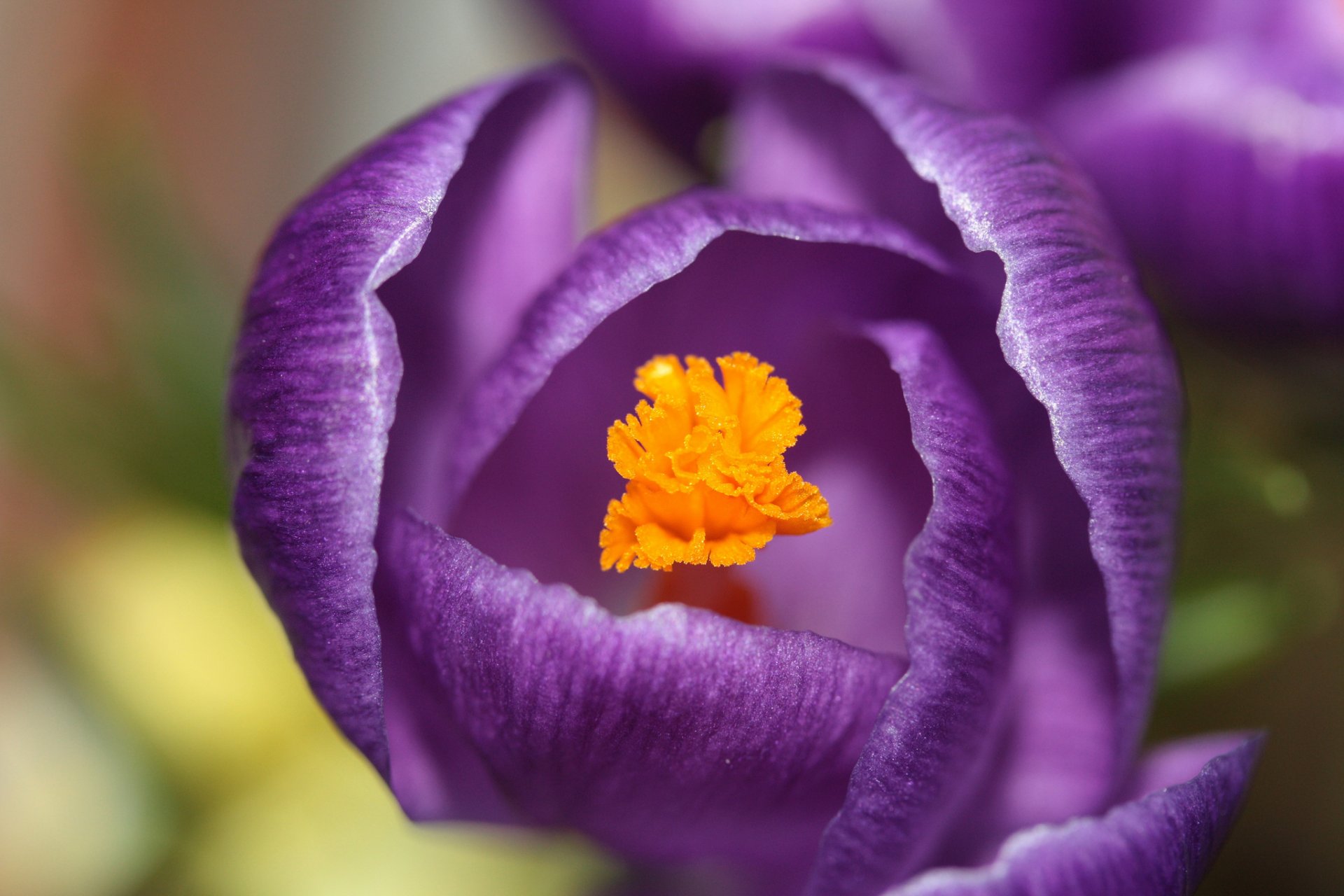 azafrán púrpura flor pétalos macro enfoque