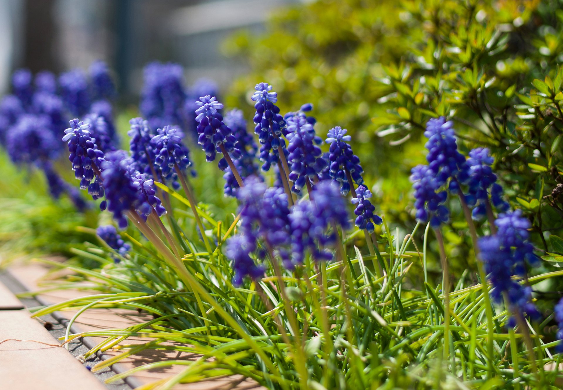 muscari blu fiori macro sfocatura