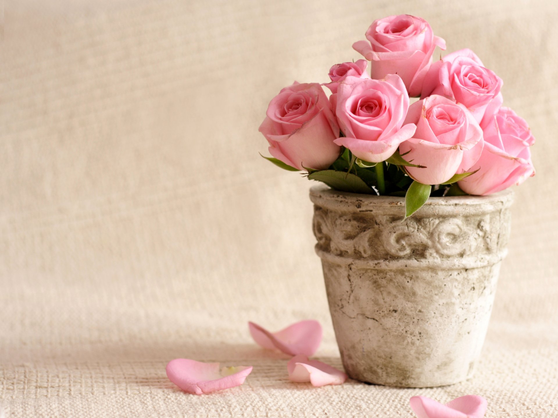 roses pink flowerpot pot flowers petal