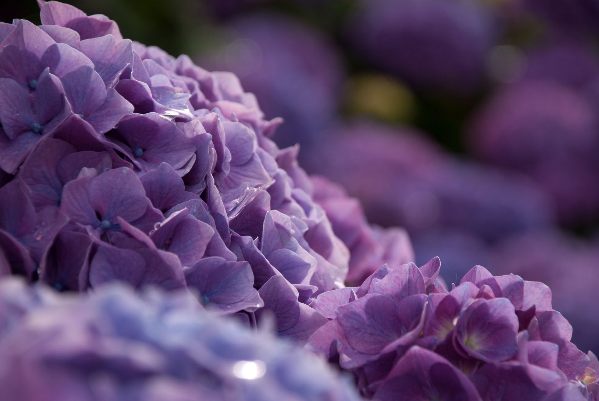 hydrangea bush close up flower bokeh