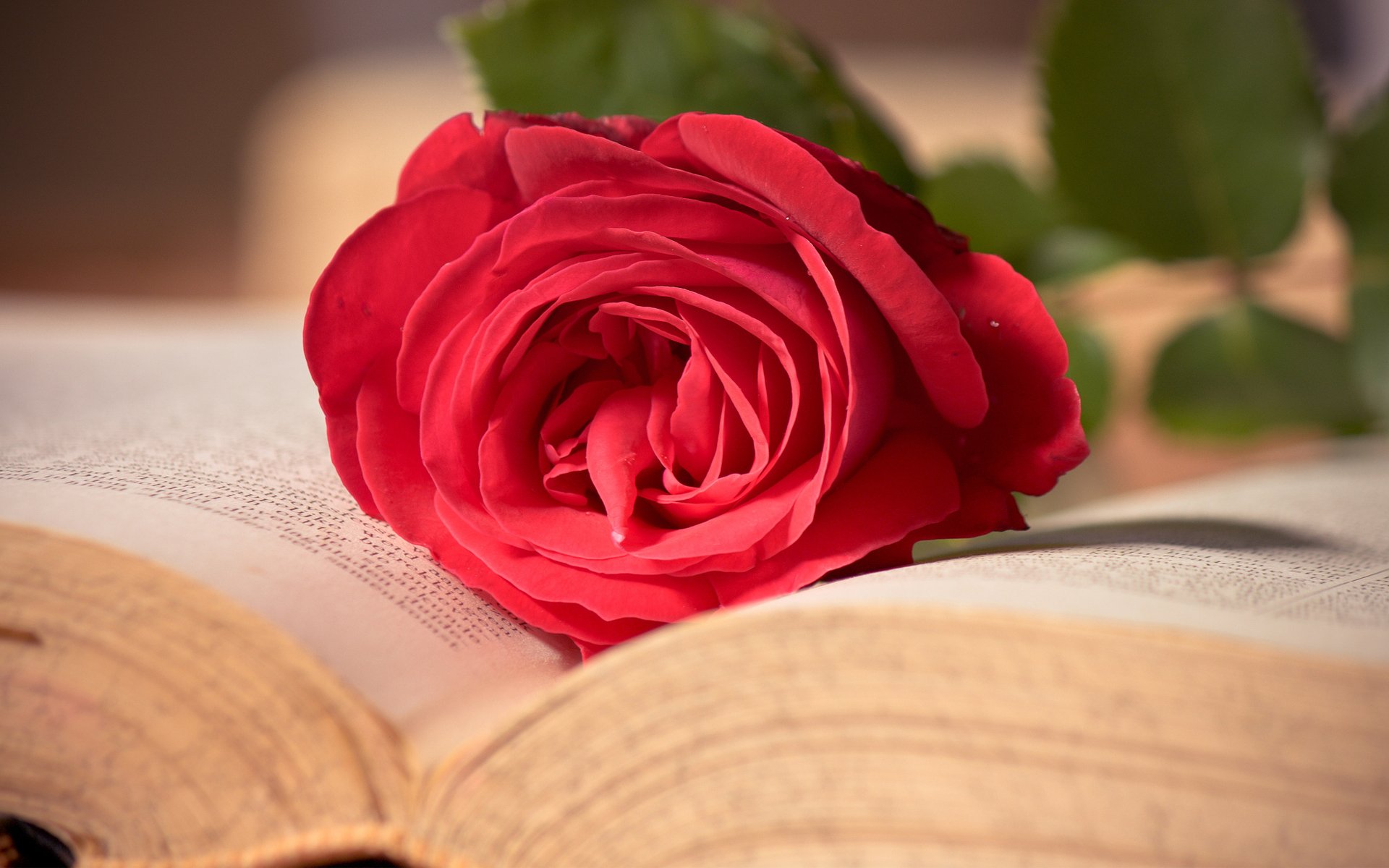 rose red pink book flower close up