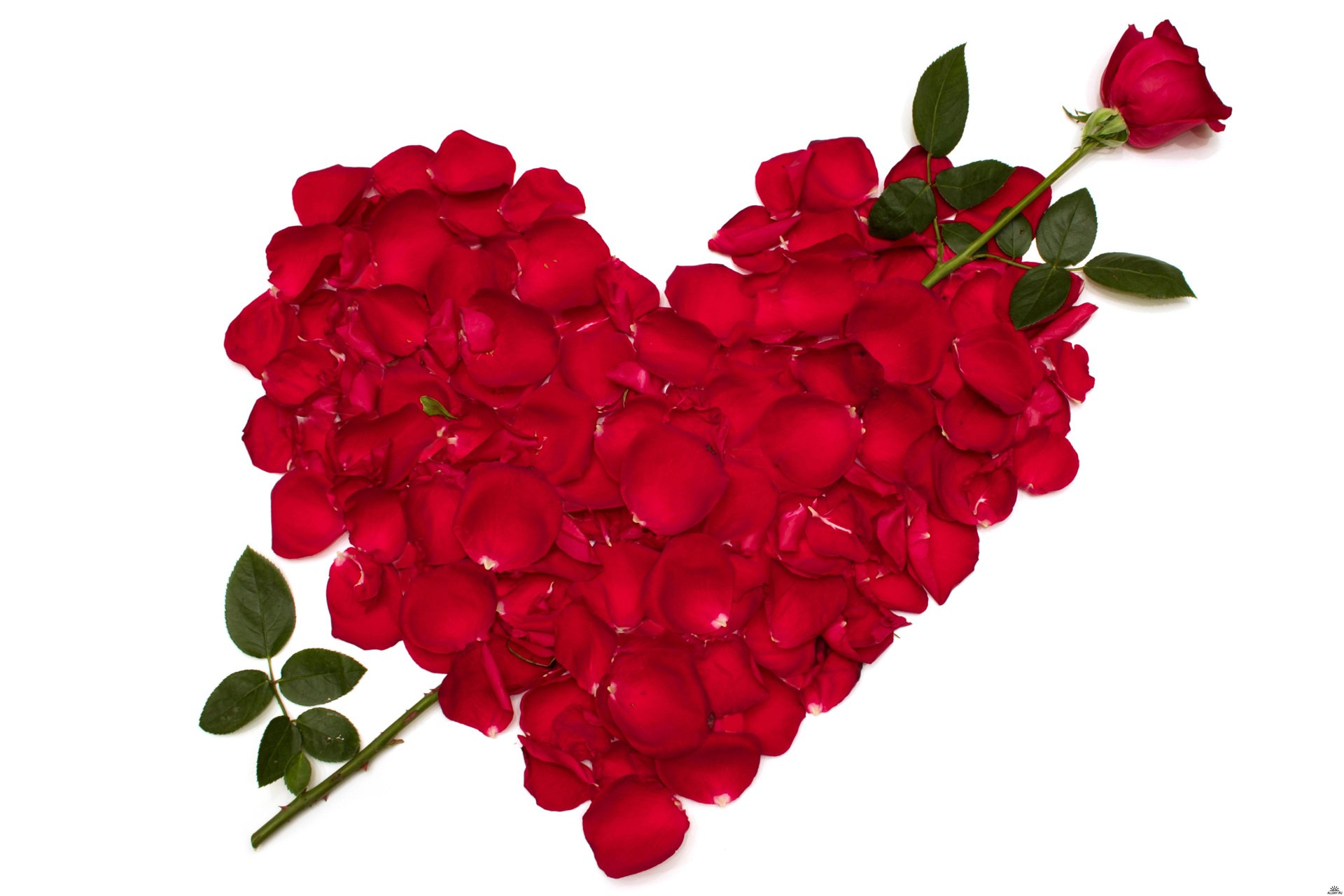 rosas flores flor rojo rosa pétalos corazón corazón amor reconocimiento