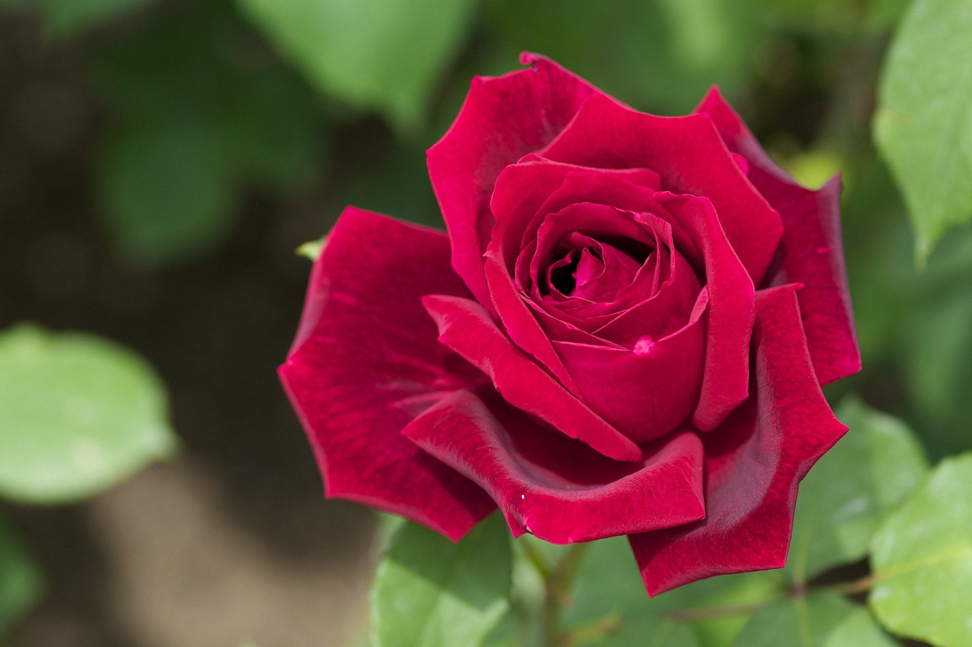 rosa bocciolo petali macro