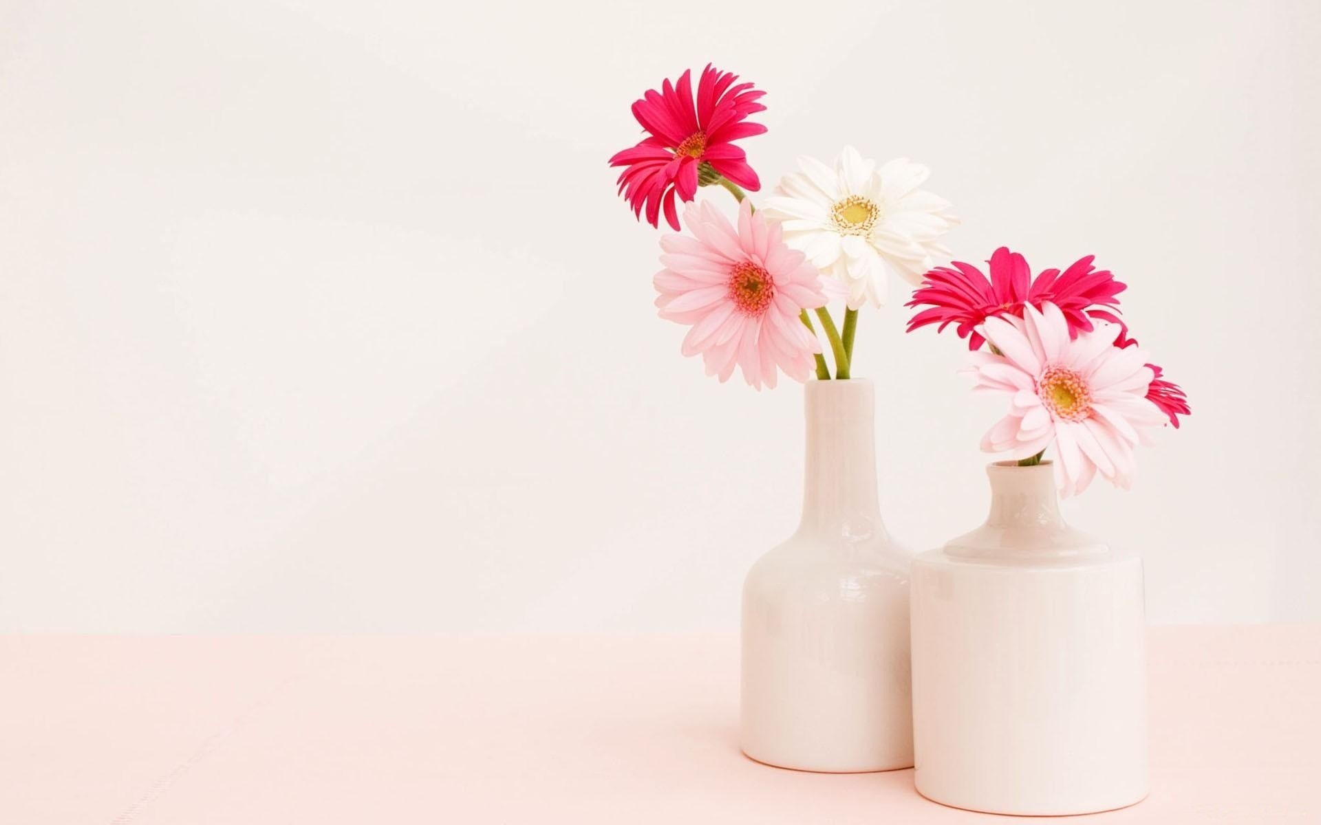 gerbera bouquet vaso sfondo luce