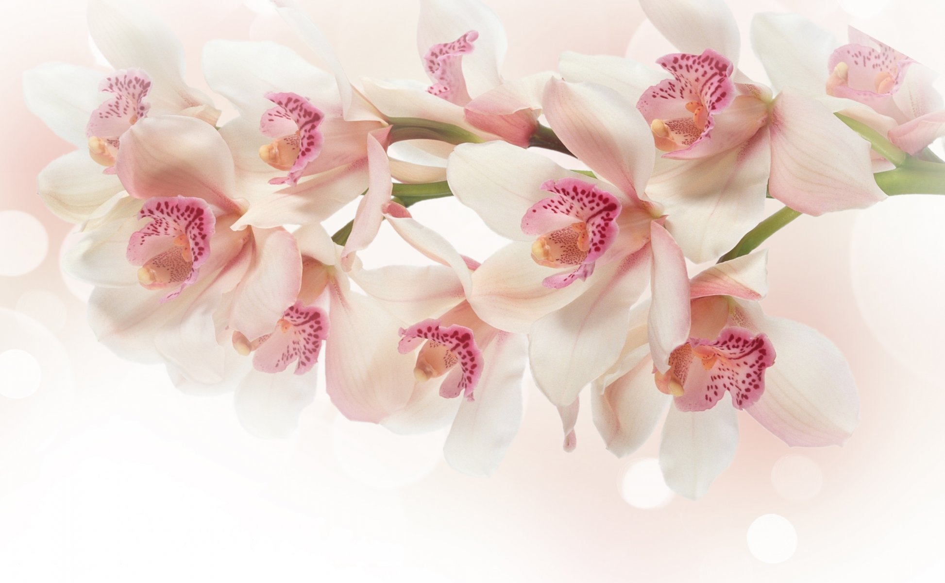 orchid flower white pink branch