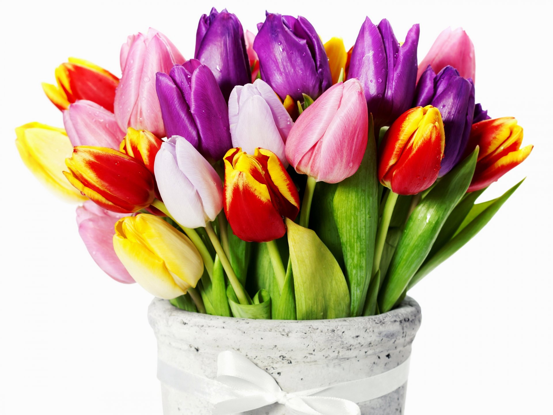 flower tulips red yellow purple