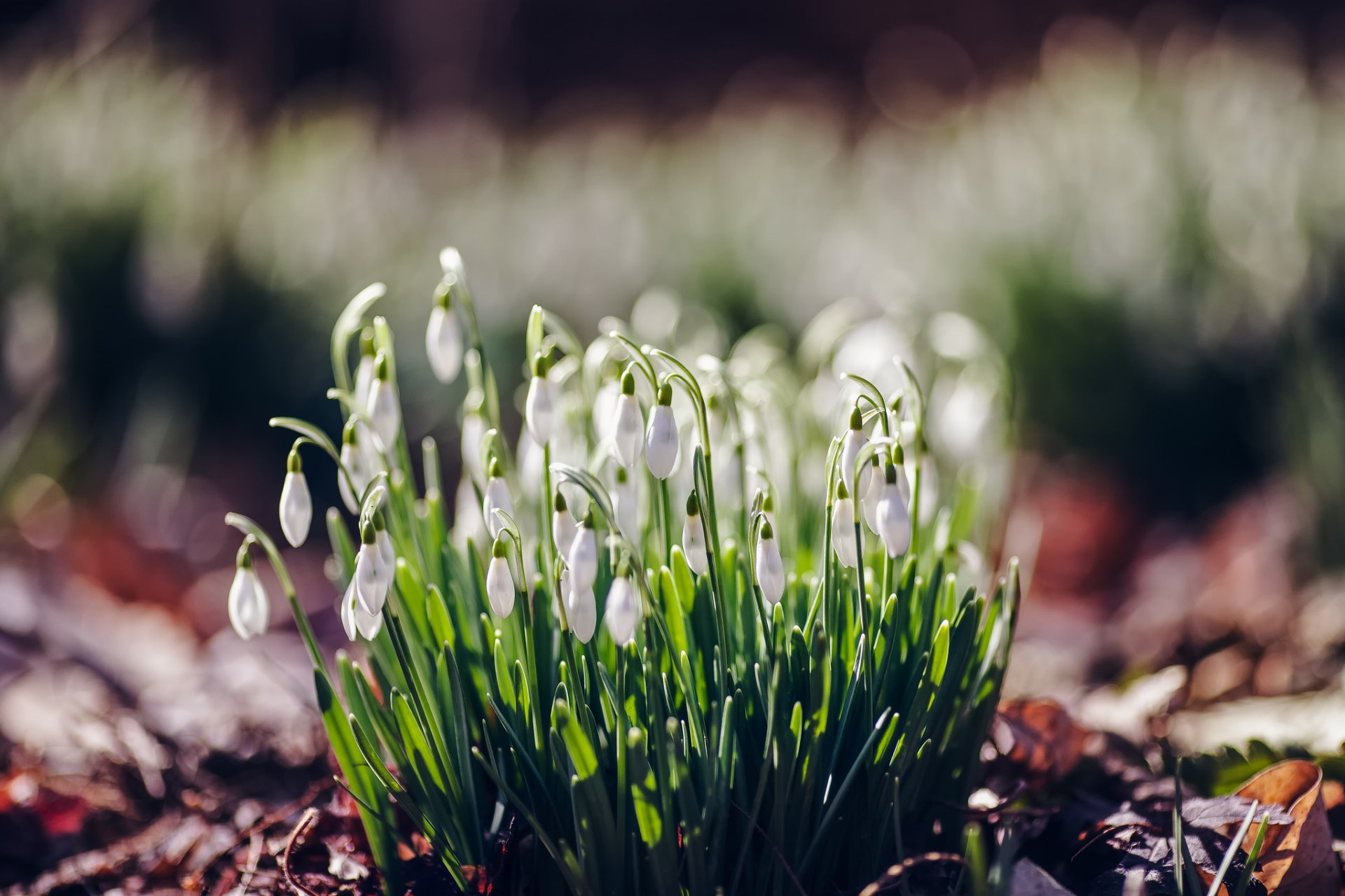 perce-neige fleurs printemps forêt macro éblouissement flou