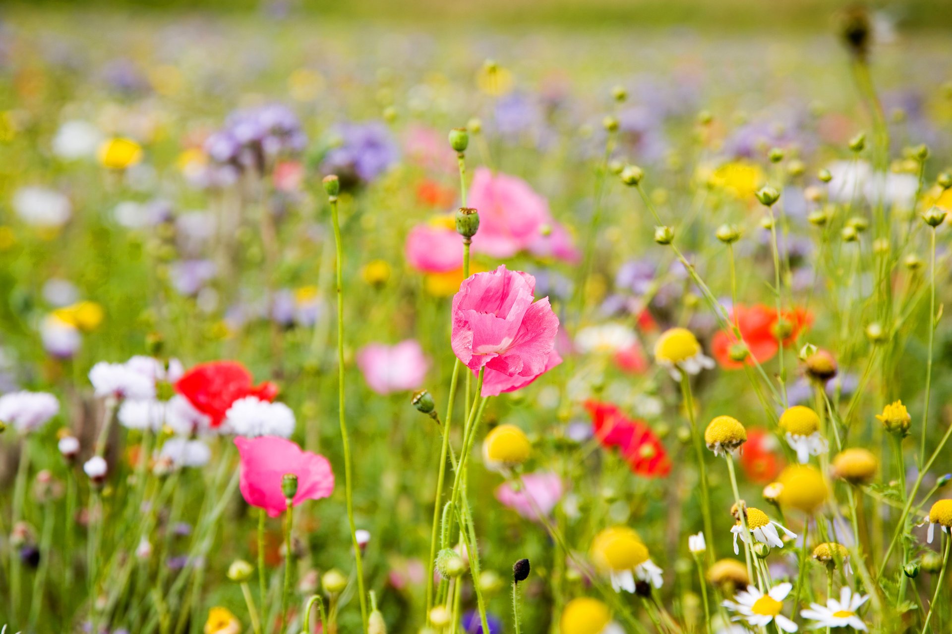 champ fleurs bokeh