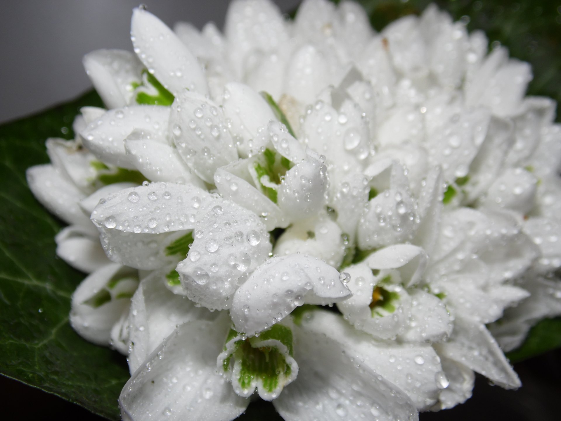 fiori rugiada gocce primavera bianco bucaneve