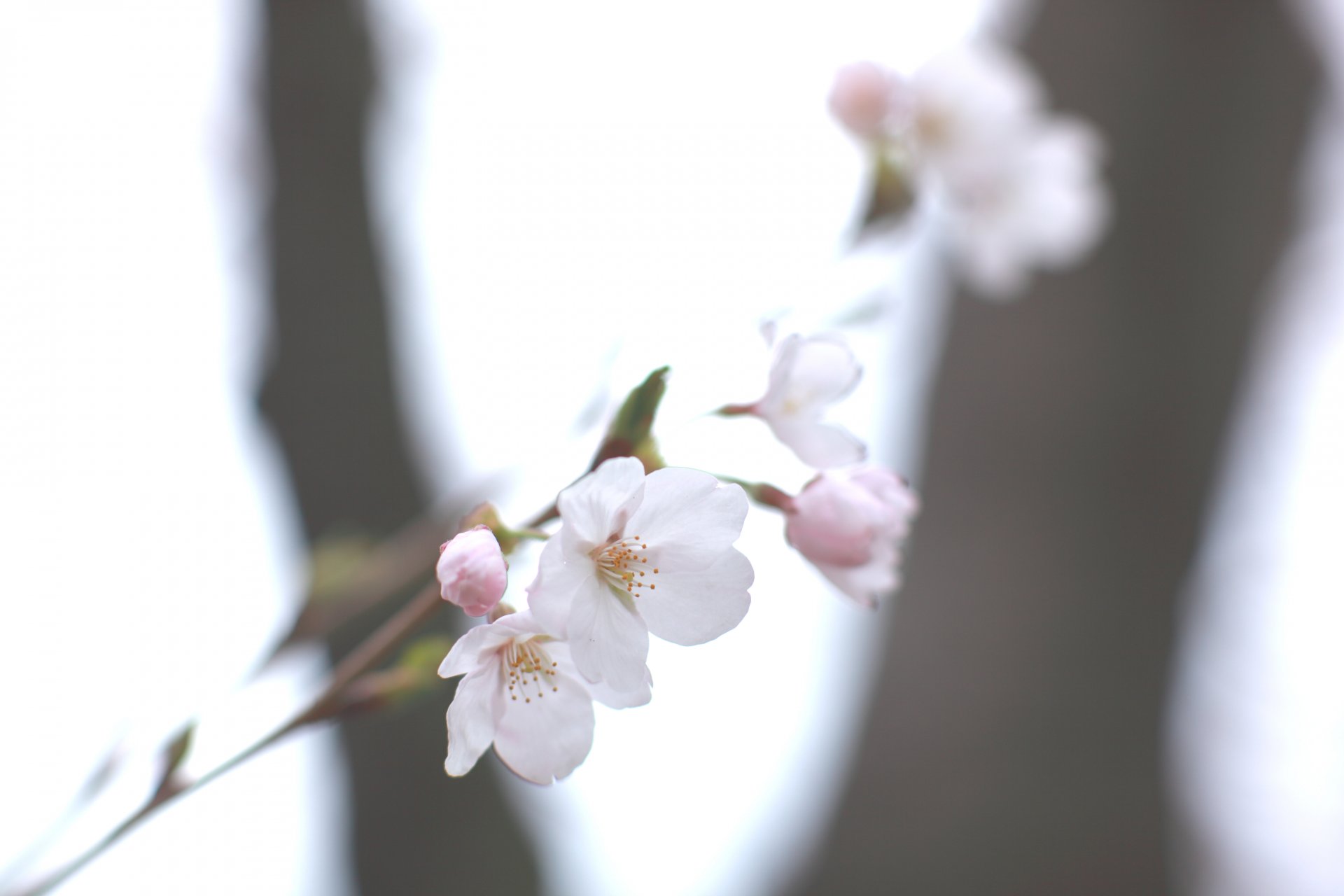 cherry sakura white branch sky spring blur light