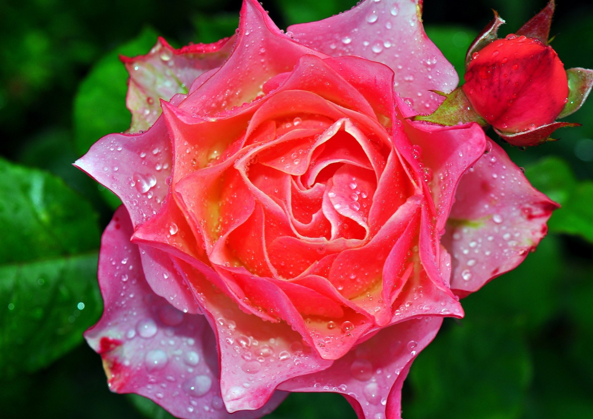 rose bourgeon rosée gouttes gros plan pétales