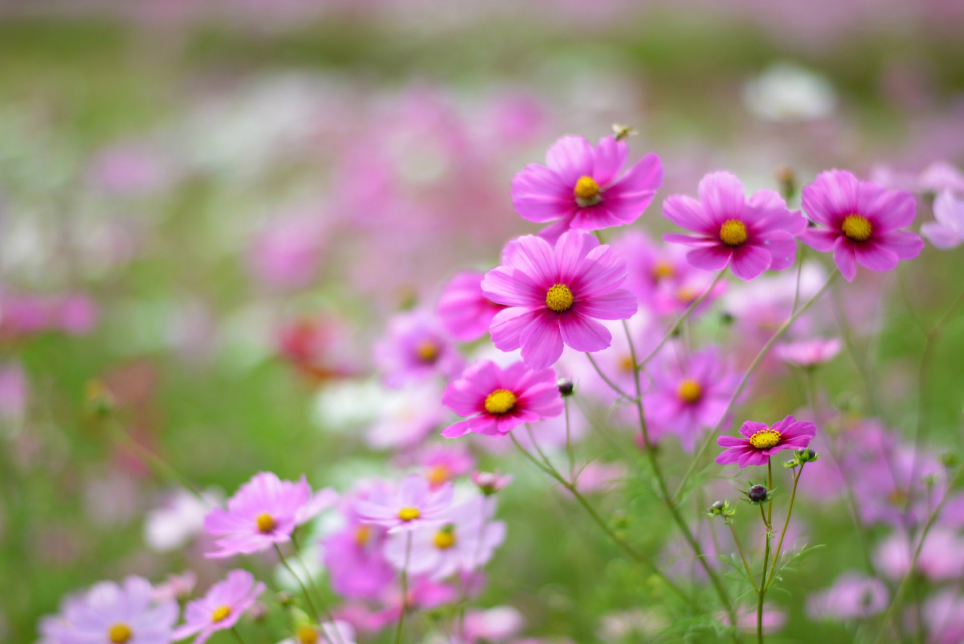 cosmea kwiaty różowy biały płatki pole makro rozmycie