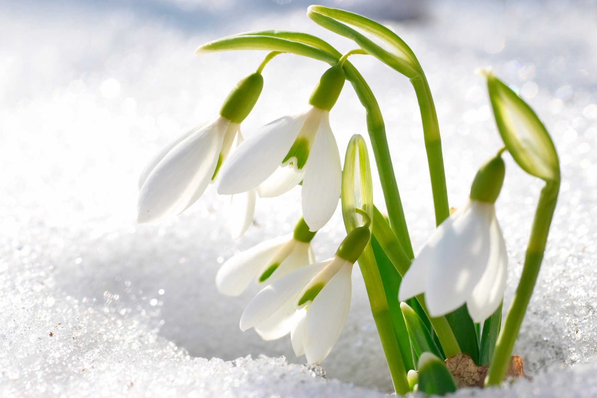 perce-neige fleurs neige pétales