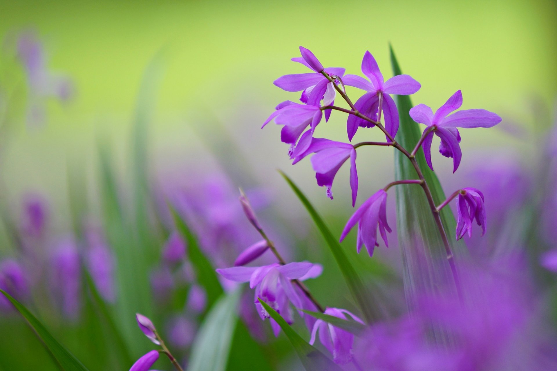 bletilla flower purple petals light green background close up blur