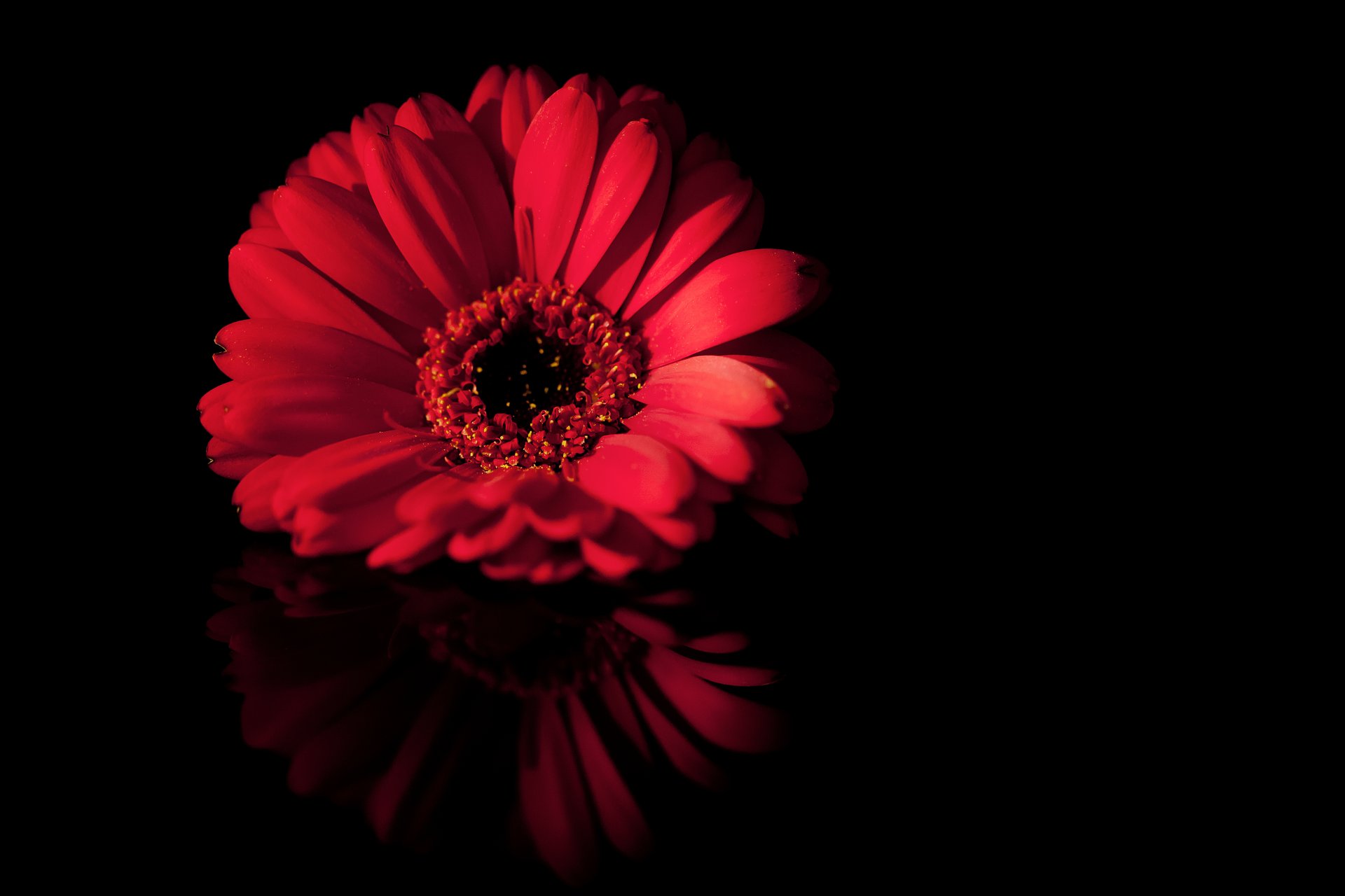 flor macro pétalos negro rojo reflexión