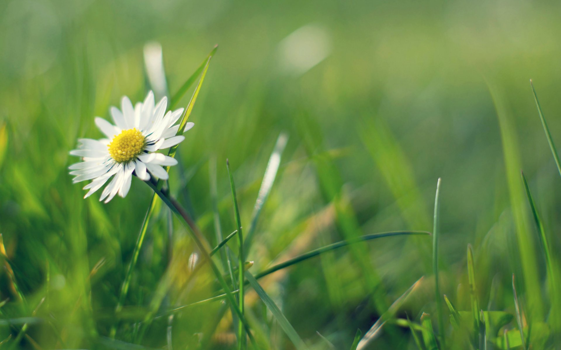 daisy grass green