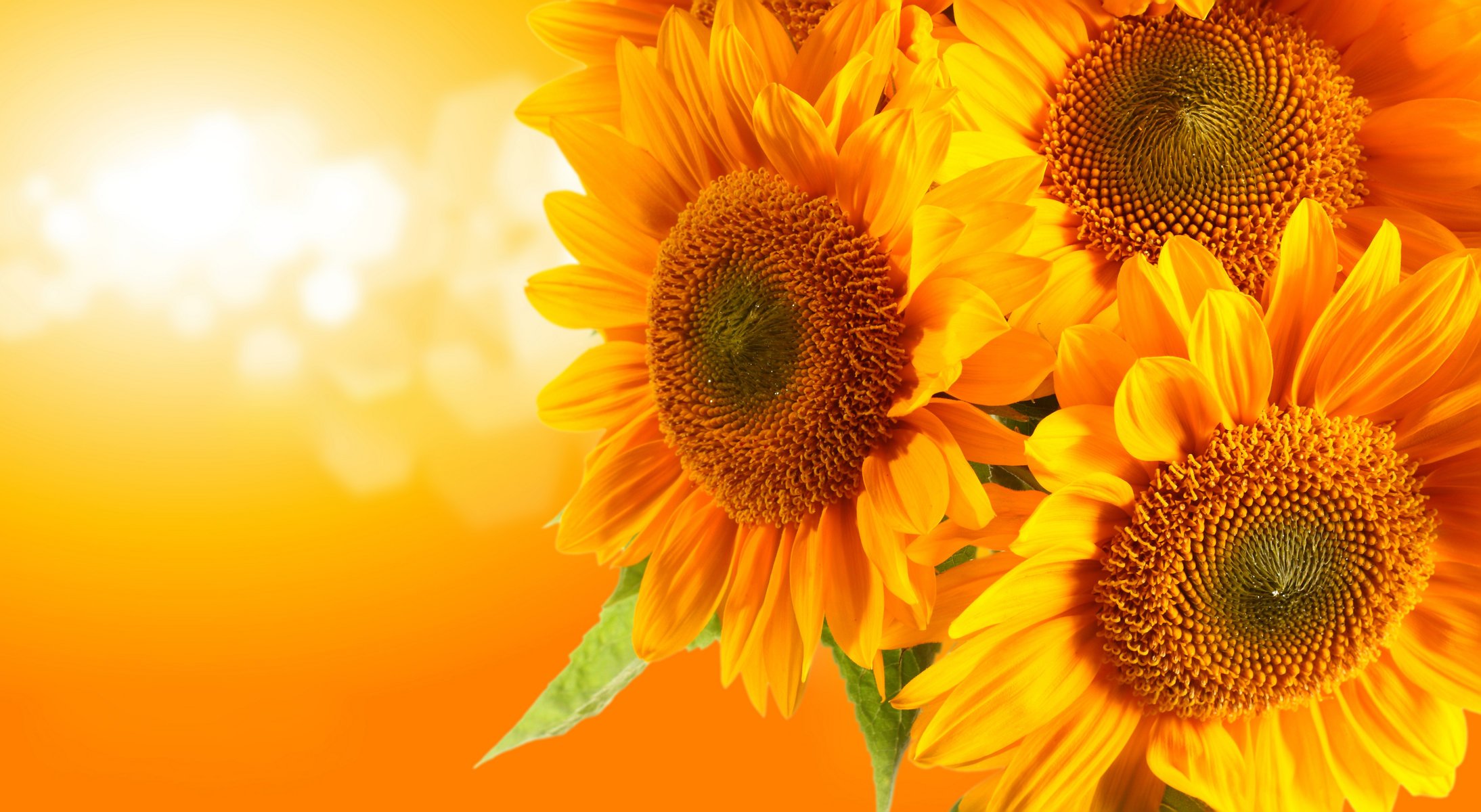 unflowers orange background reflection