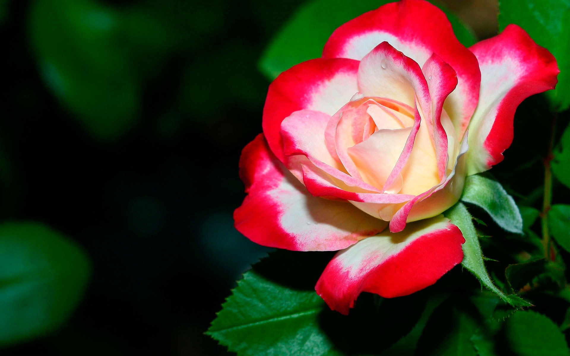 rose red flower flowers nature bud petals leave