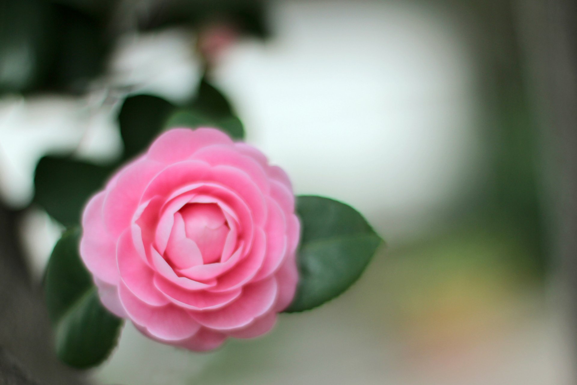 camelia rosa fiore petali foglie macro sfocatura