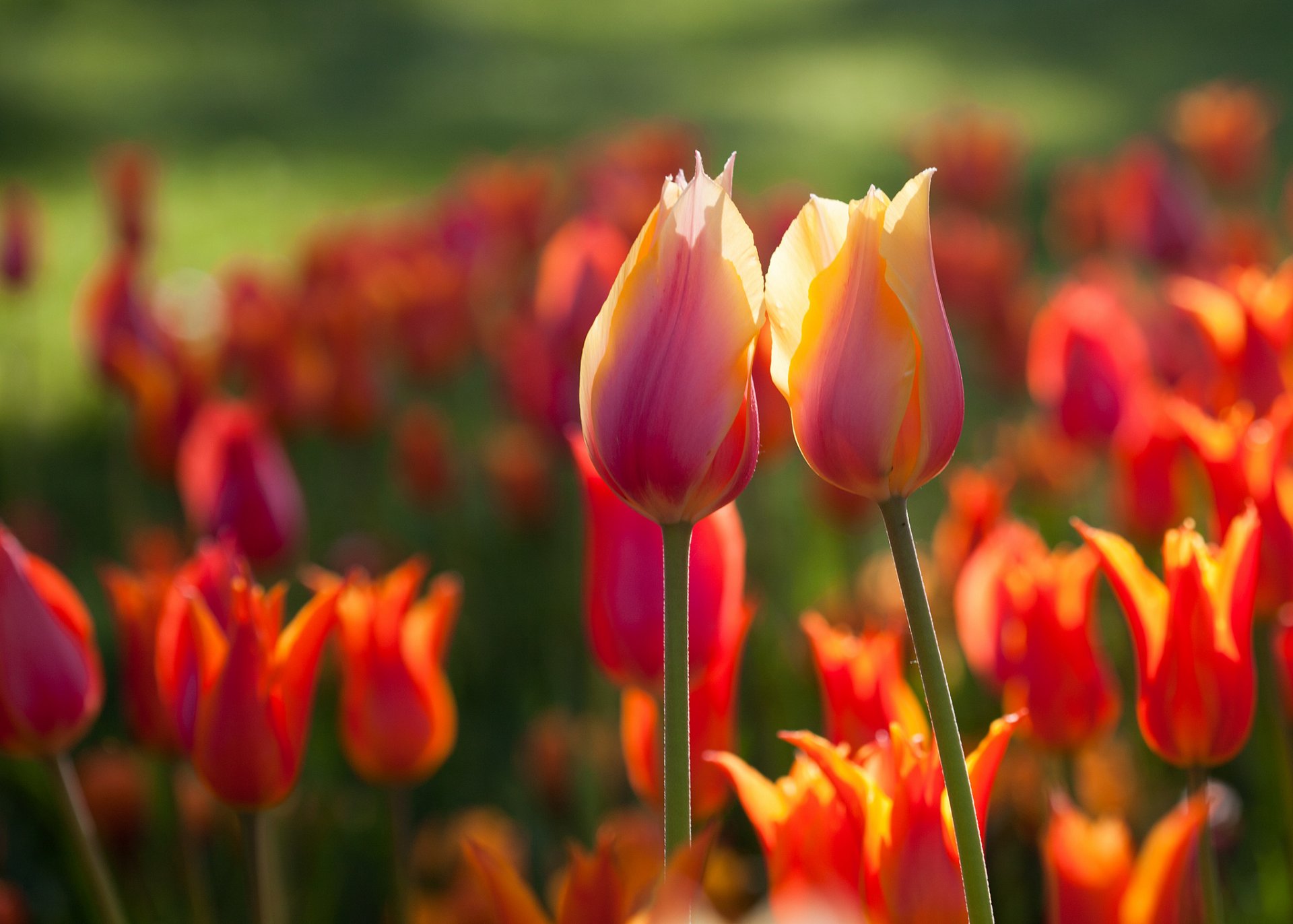 flower tulips spring two