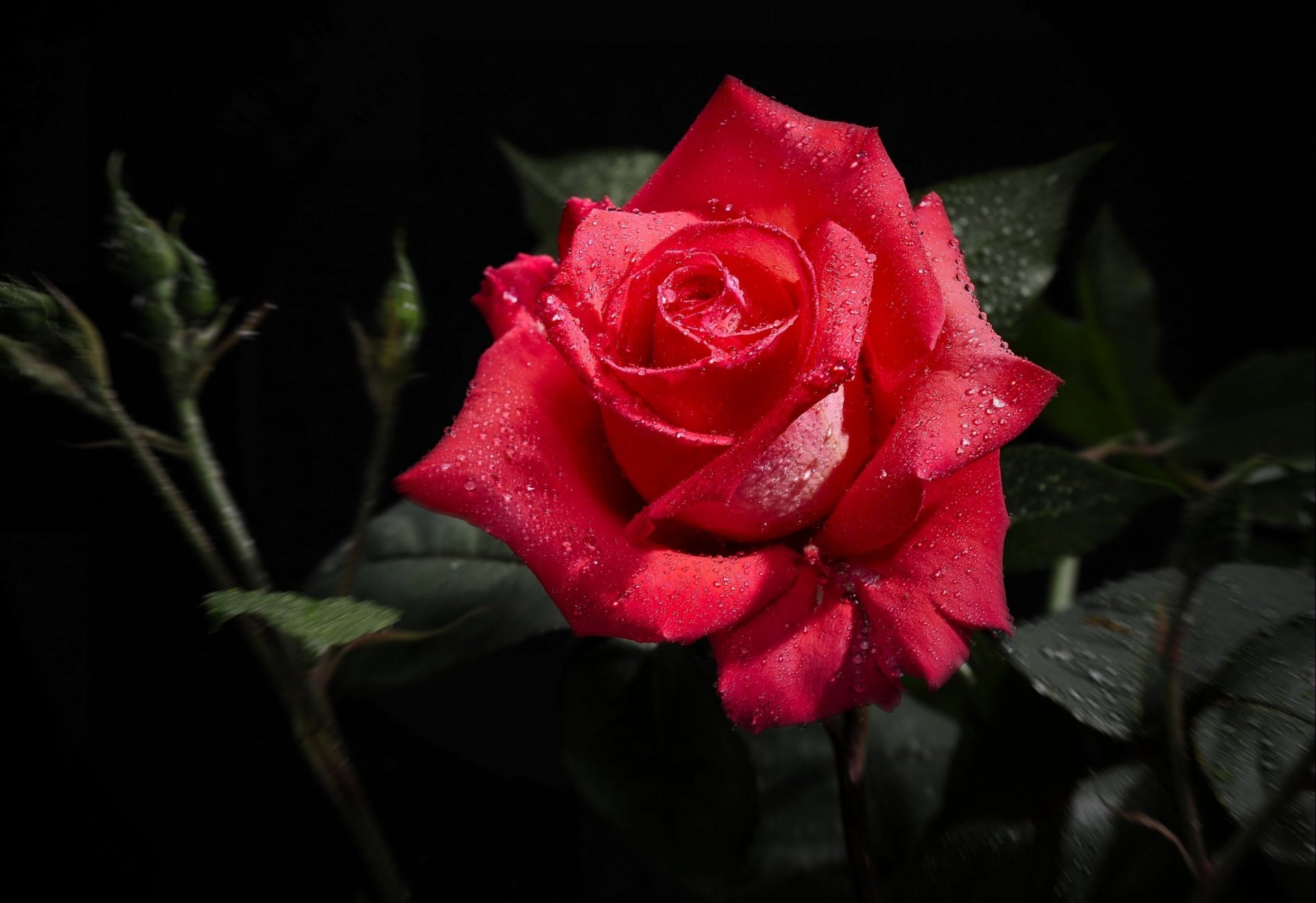 flor rosa hojas gotas rocío rojo negro