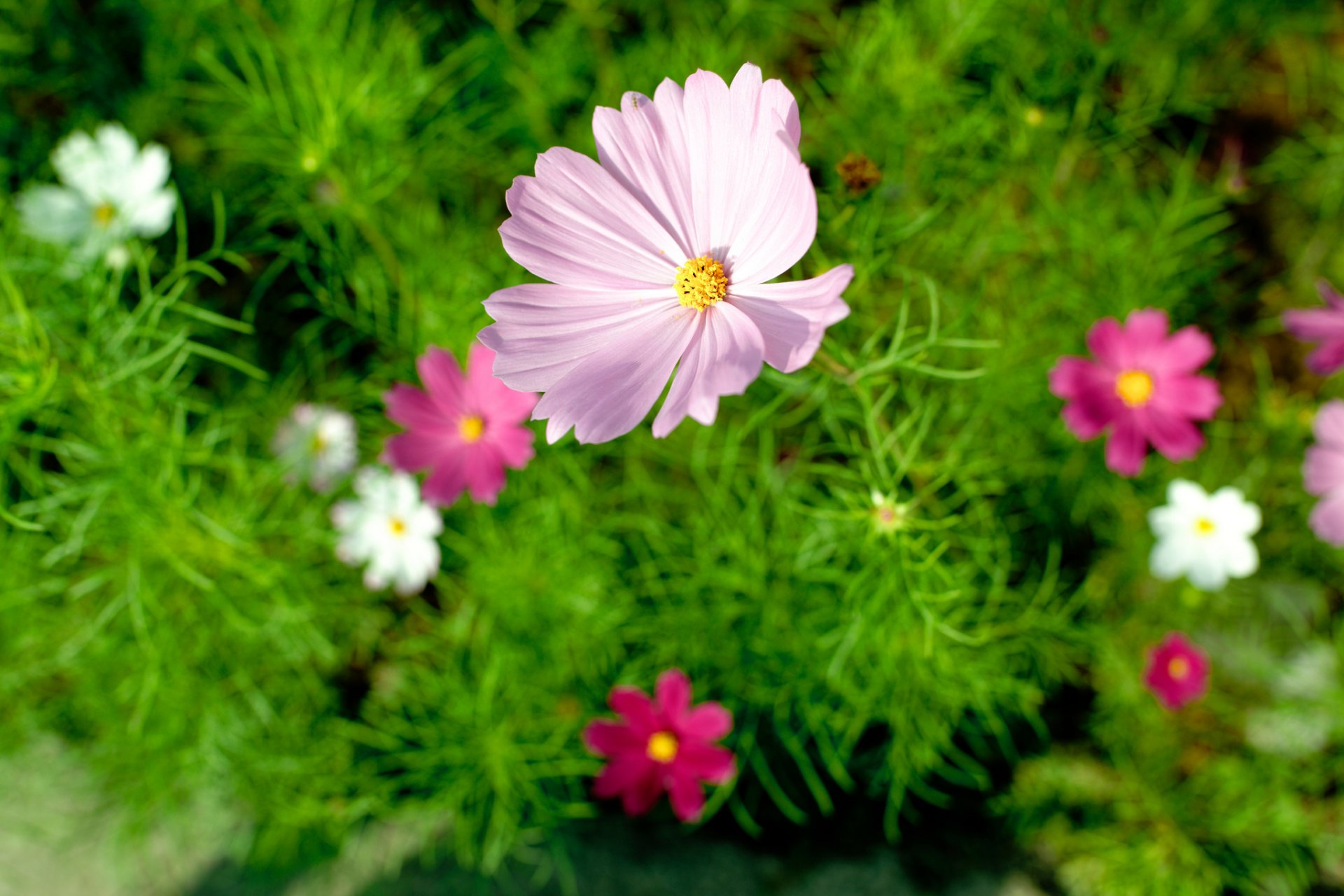 flower summer nature close up