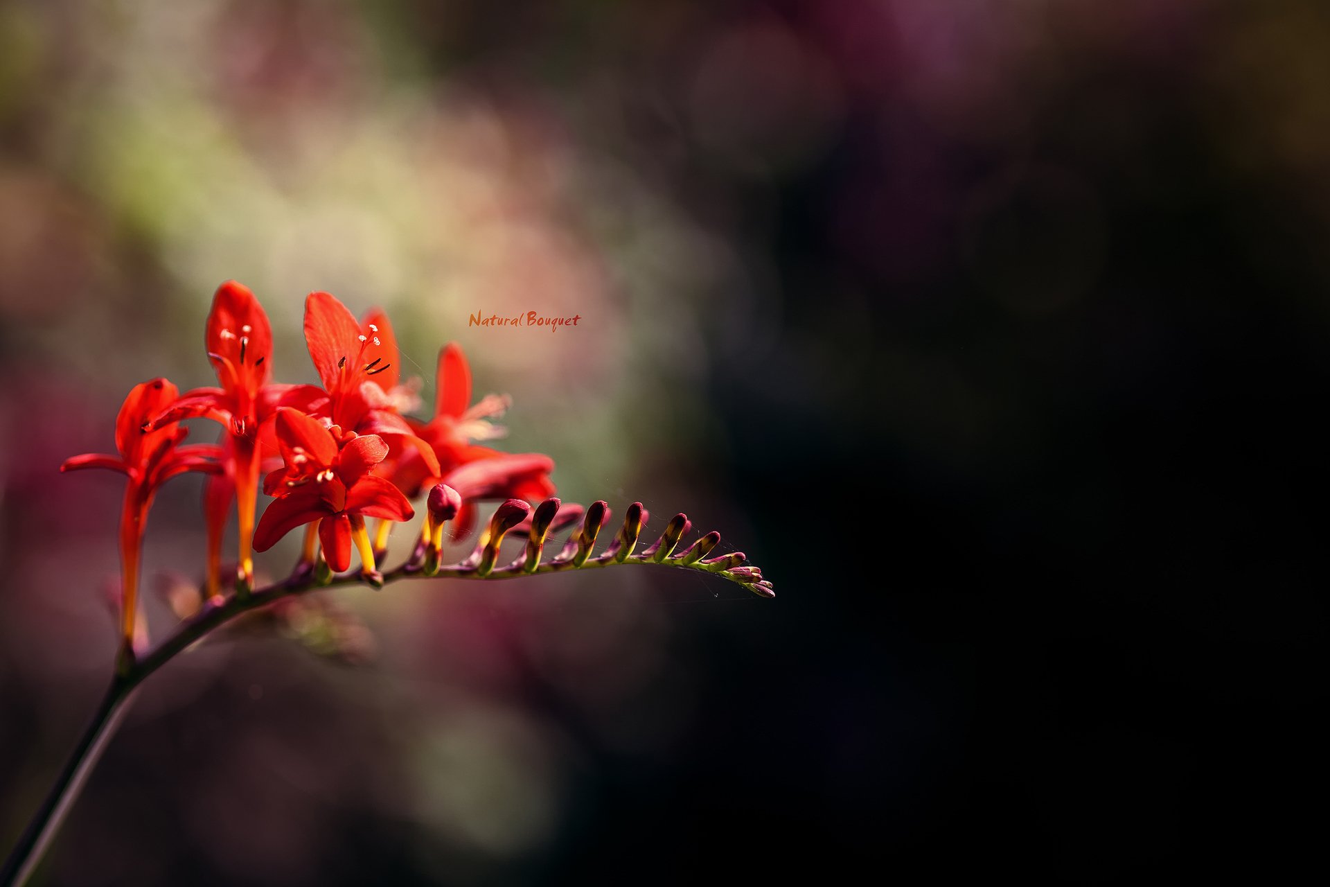 flores rojo fondo reflejos