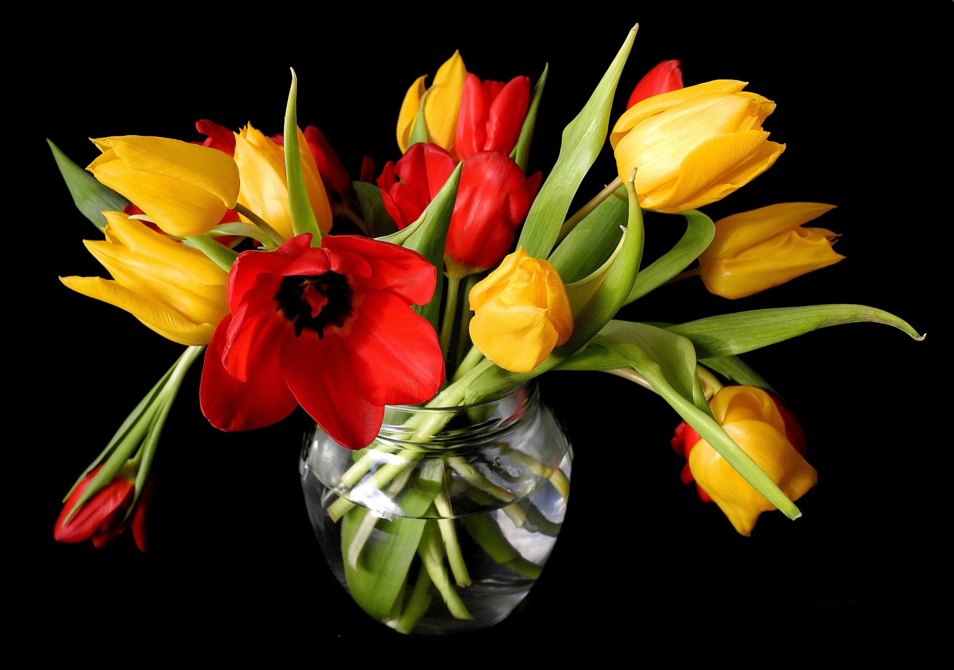 pring tulips yellow red vase flower buds black background