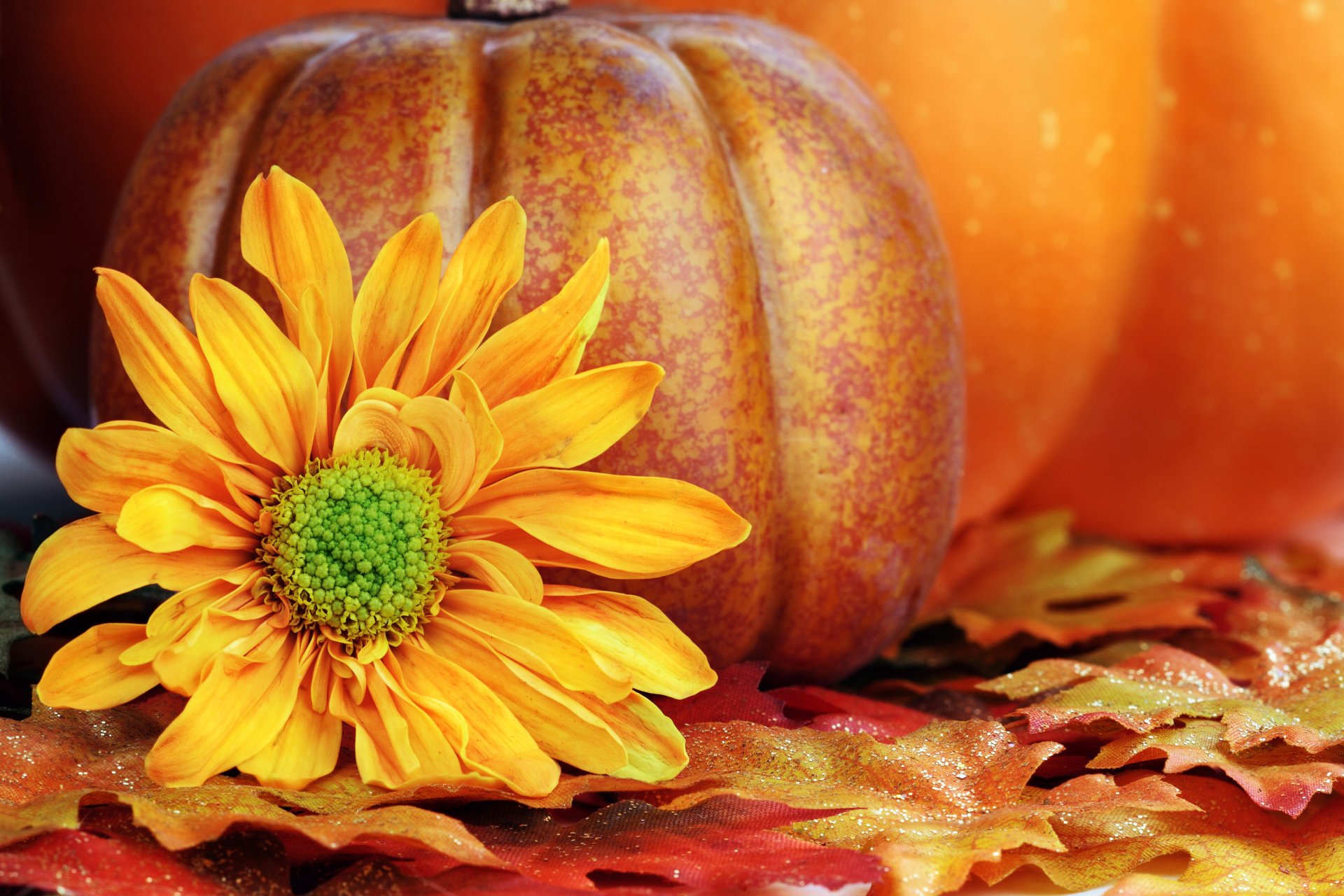 flower yellow petals pumpkin leaves autumn