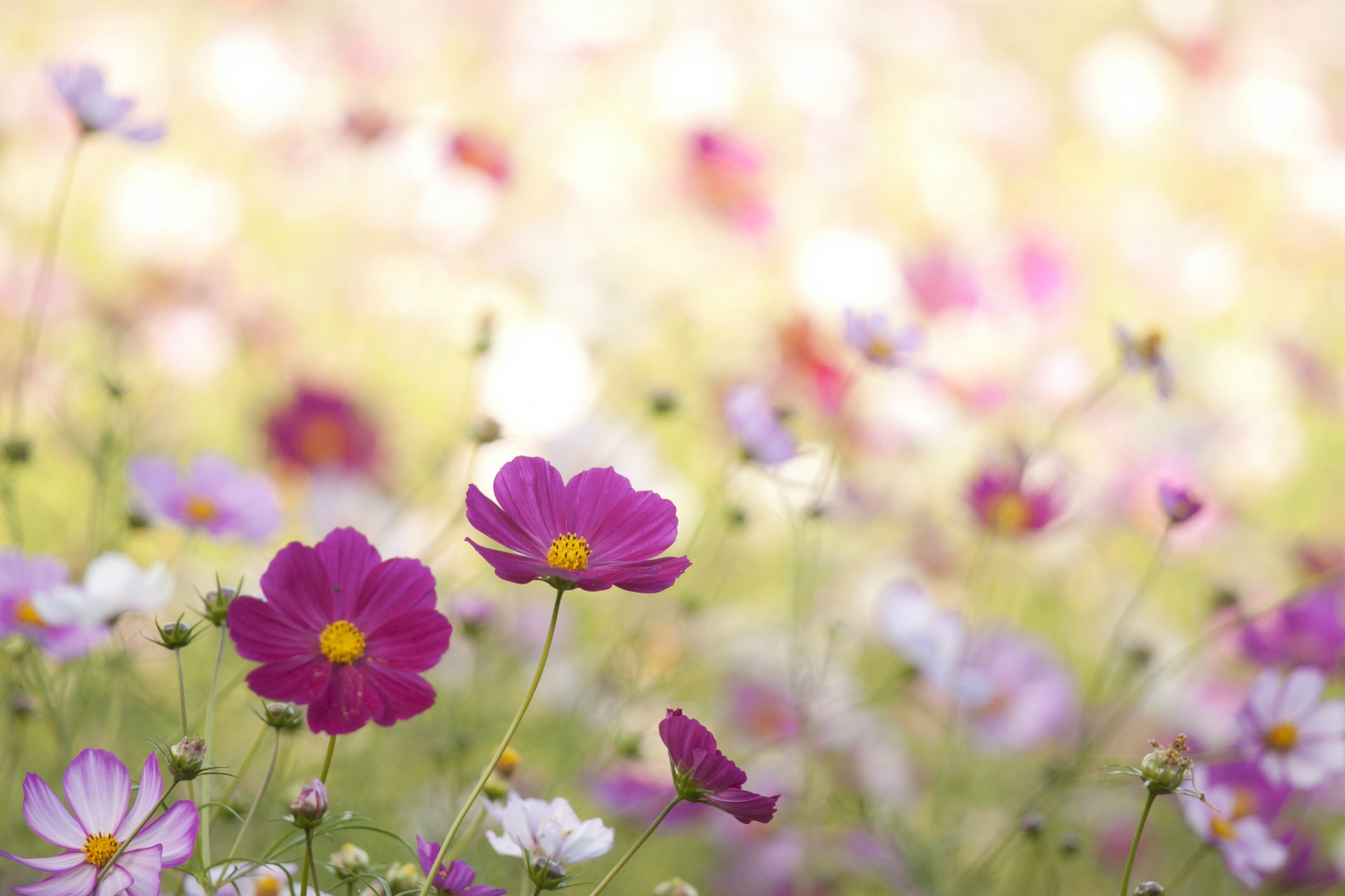 cosmea kwiaty malinowy różowy biały płatki pole makro rozmycie