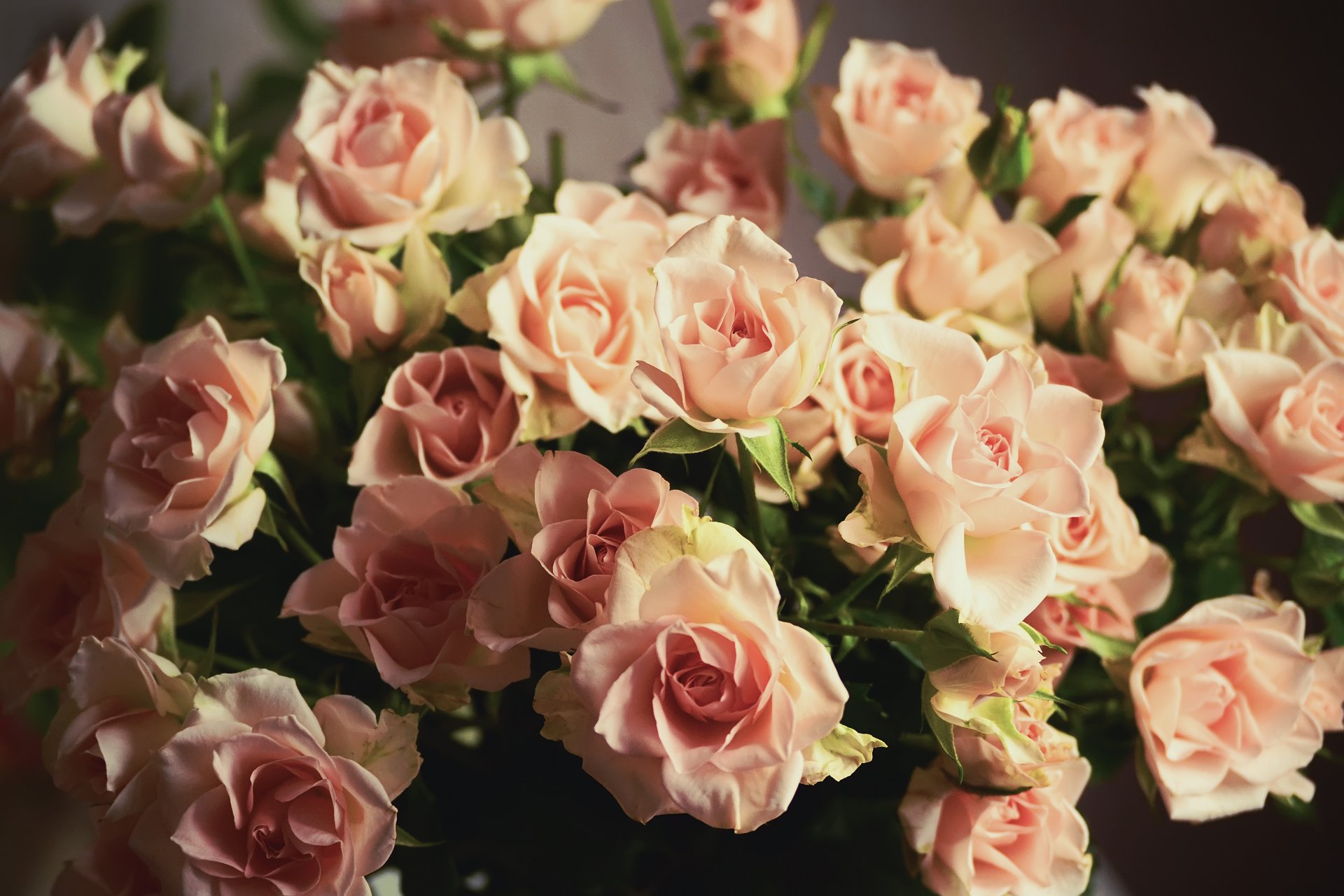 roses pink petals bouquet flower bud