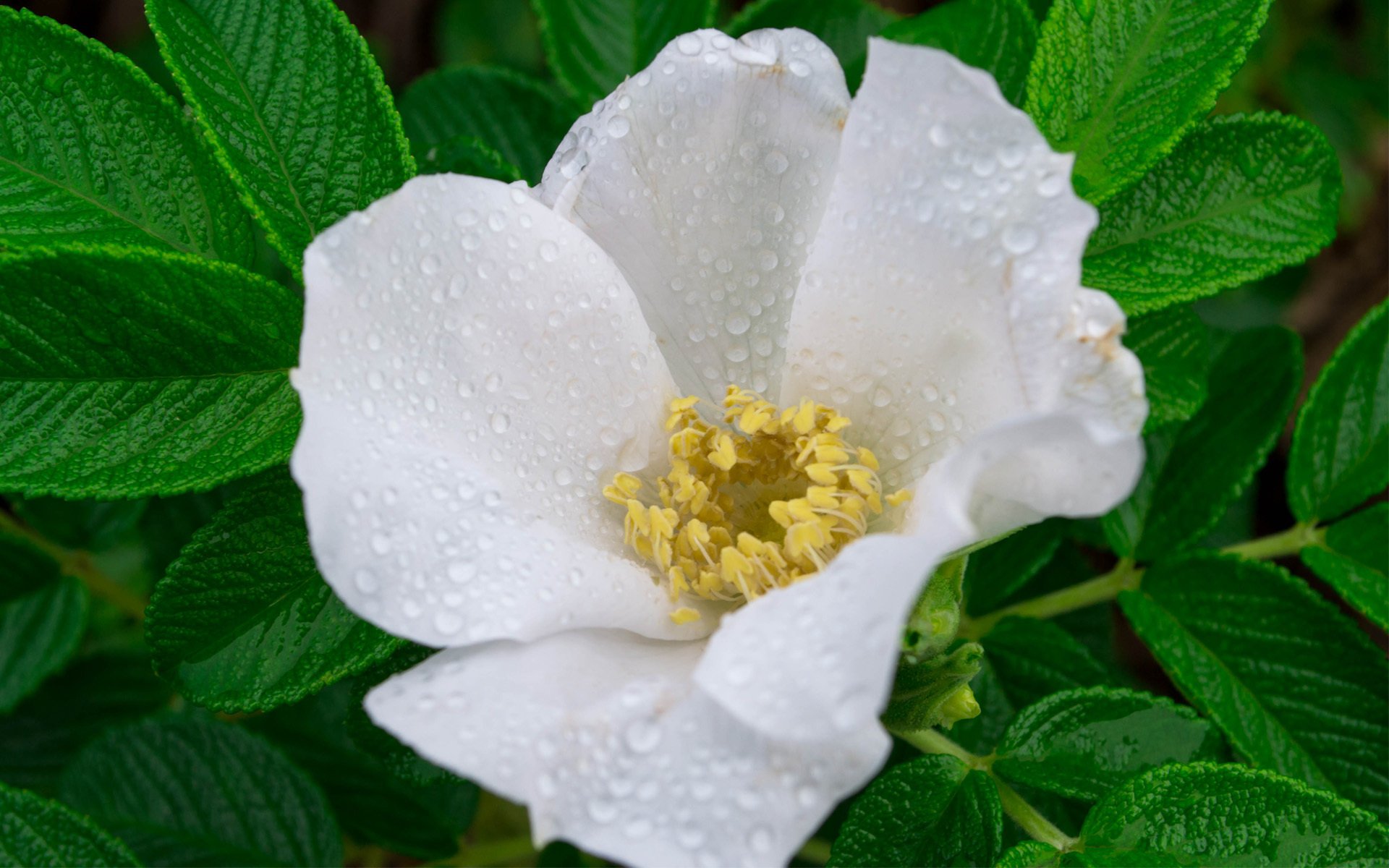 fiore bianco rosa canina foglie rugiada gocce macro