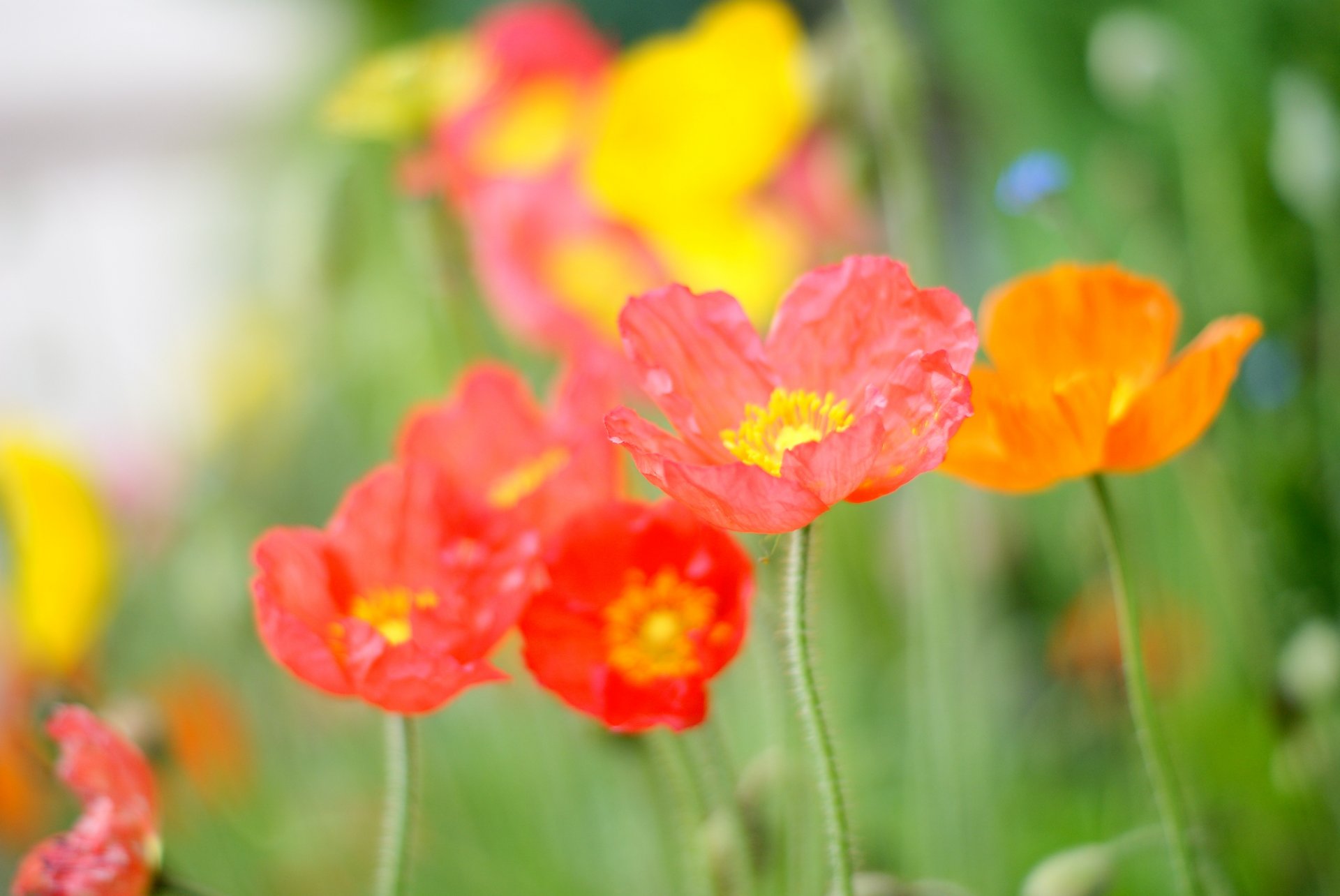 mohn feld blume rot orange rosa hell blütenblätter grün farbe lichtung licht warm sommer