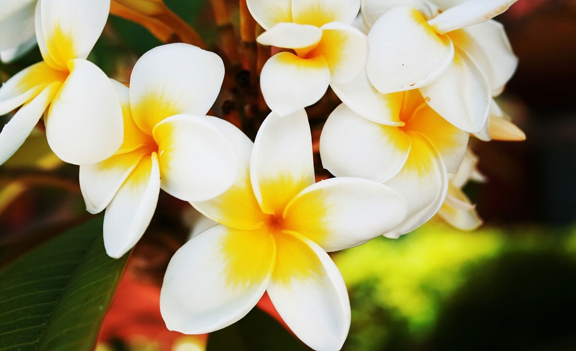 flower petals green leave