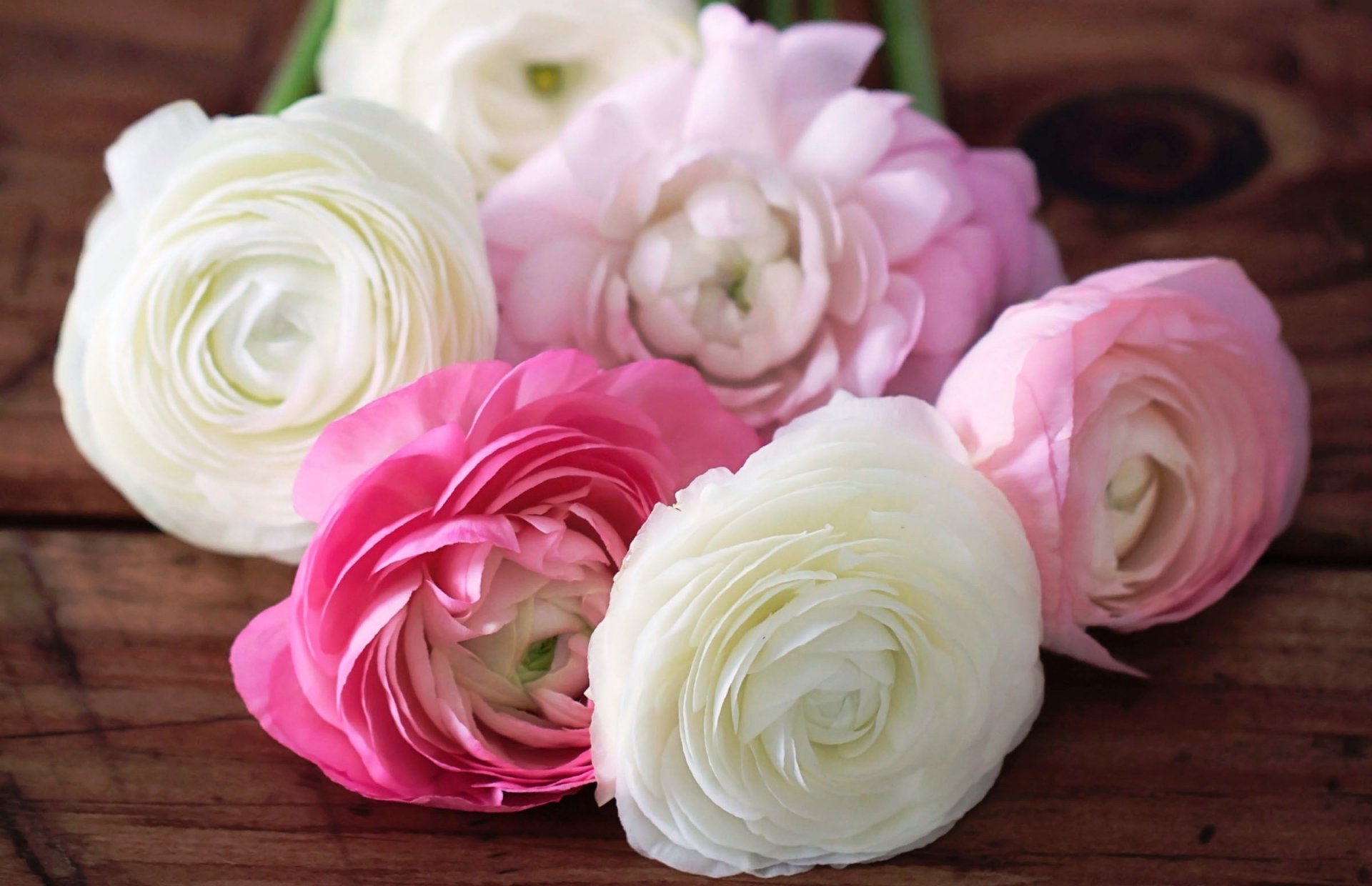 ranúnculos ranúnculo flores capullos pétalos blanco rosa