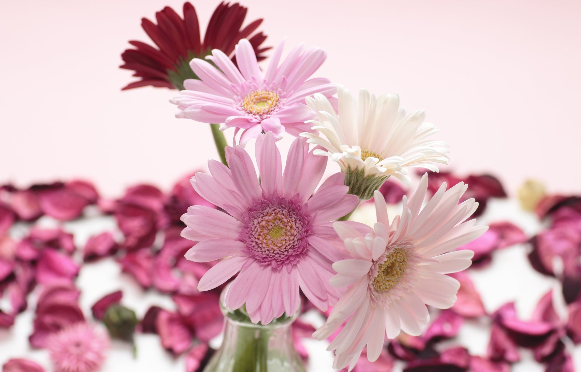 gerbera rose blanc rouge fleurs pétales vase