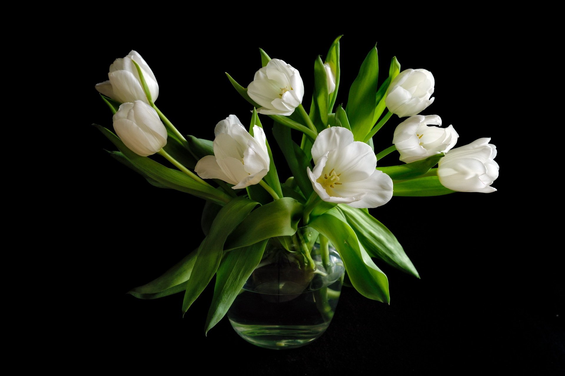 tulips white bouquet black background